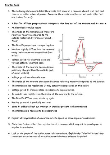 The Action Potential and Synapse - Sequencing the Key Events | Teaching Resources