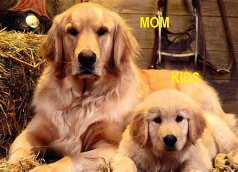 Dog Breeding Tips for Beginners - MYFRIENDLYPETS | Pets Care