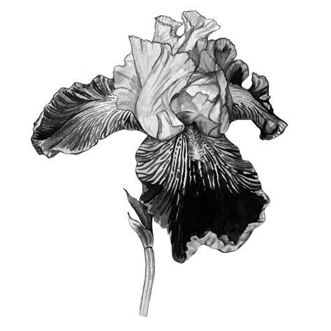 Black and white flower painting series — Anna Farba Illustration