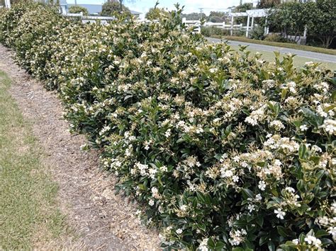 Murraya_paniculata_hedge | Kaipara Coast Plant Centre & Sculpture Gardens