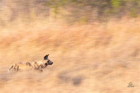 Panning a Painted Wolf Hunt | When a pack of Painted Wolves … | Flickr