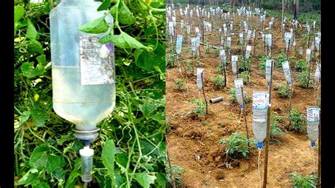 Plastic Bottle Drip Water Irrigation System Very Simple Easy ll DIY home drip irrigation system ...