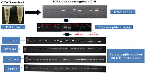 The flow diagram of genotyping process | Download Scientific Diagram