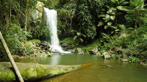 Springbrook & Tamborine Rainforest Full-Day Tour