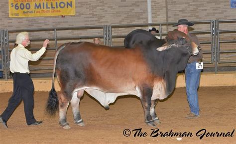 2014 ABBA National Brahman Show Red Bull Reserve Senior and Reserve Grand National Champion - Mr ...