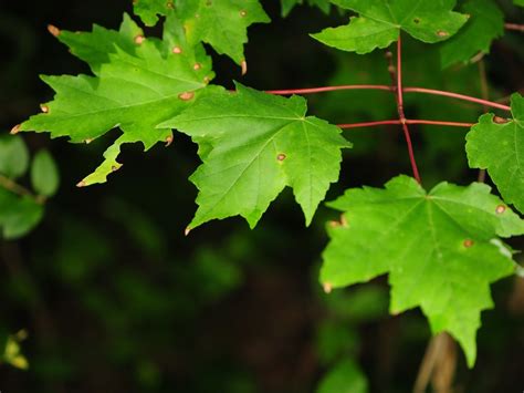 Red maple (Acer rubrum) (Trees and Shrubs of Lost 40 SNA ...