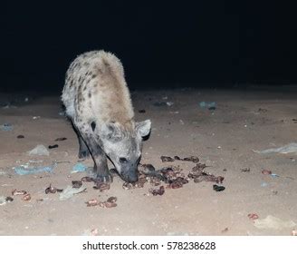 Harar Hyena Photos and Images | Shutterstock