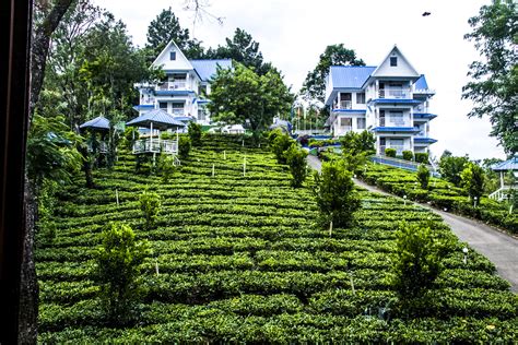 Resorts in Munnar, Munnar Resorts, Munnar luxury Resort reservation ...