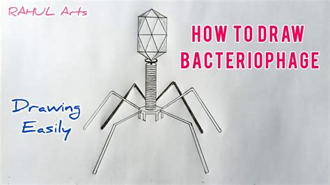 Diagram Of Bacteriophage | How To Draw Bacteriophage Diagram | Class 11 | Biology - YouTube