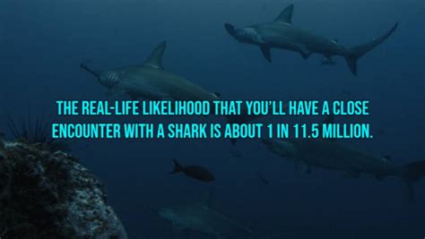 13 Brutal Shark Attack Facts - Barnorama