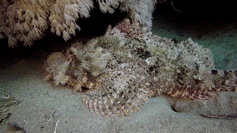 Deadly Stonefish Caught Camouflaging - YouTube