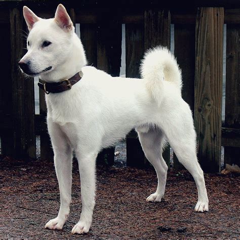 Kishu Ken - Dog Breed Information | Jindo dog, Japanese dogs, Dog breeds