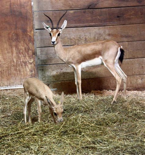 Oh Baby! Gazelle Calf Ready for Cleveland Zoo Debut | Fox 8 Cleveland WJW