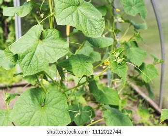 Growing Cucumbers Greenhouse Stock Photo 1112012744 | Shutterstock