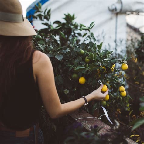 7 perfect patio fruit trees for small spaces – Artofit