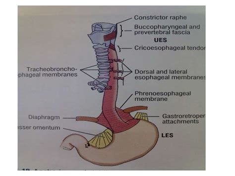 Anatomy Of Distal Esophagus | Images and Photos finder