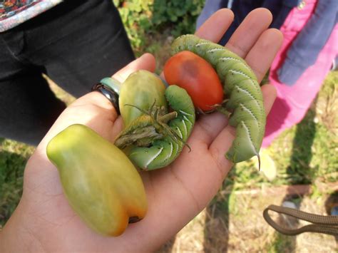 The Insect World: Manduca quinquemaculata: The Tomato Hornworm