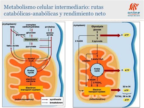 Clase 14. Respiracion Celular Anaerobica Y Aerobica