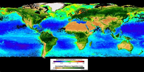 File:Seawifs global biosphere 2002.png - Wikimedia Commons