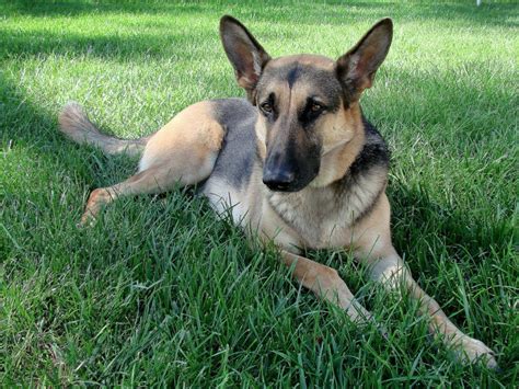 German Shepherd Health Problems & Issues | Canna-Pet®