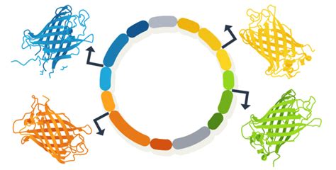 Multigene expression plasmid made simple