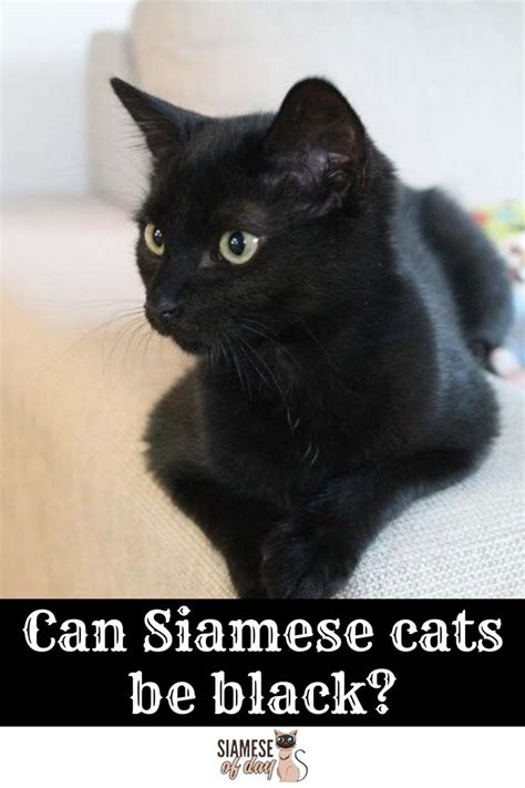 Black Siamese Cat - Is There Such A Breed? - Siameseofday in 2020 ...