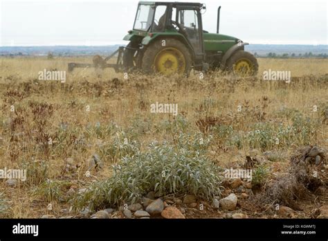 ALBANIA, Shkodra, farming of herbal and medical plants, plowing of old Sage and Lavender field ...