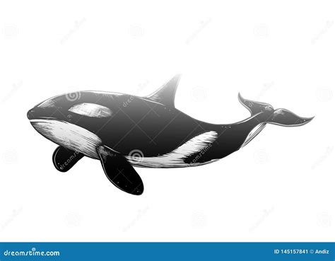 Vector Drawing of Killer Whale in Black Color, Isolated on White ...