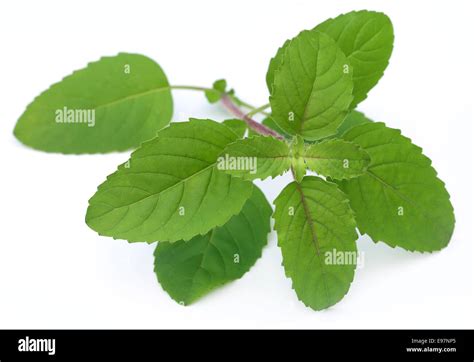 Tulsi Leaf High Resolution Stock Photography and Images - Alamy