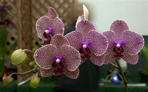 Pin on Orchid Flowers # 1