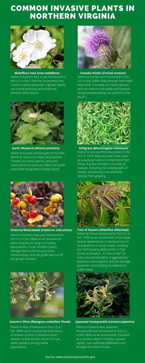 Oak Spring Garden Foundation - Invasive Plant Species Awareness