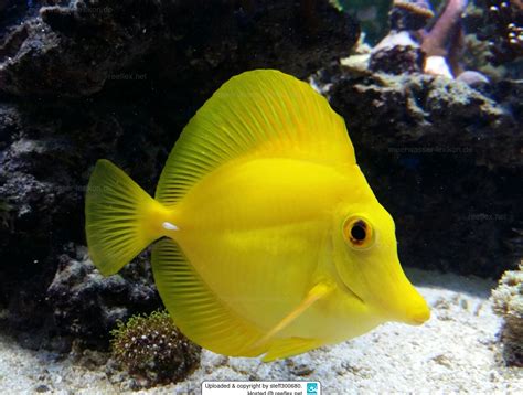 Zebrasoma flavescens Zitronenflossen-Doktorfisch, Hawaii-Doktor