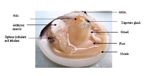 The internal, soft tissue anatomy of clam | Download Scientific Diagram