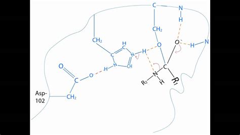 Chymotrypsin Mechanism - YouTube