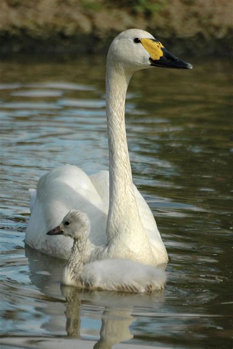 Bewick's Swan | Wild Kratts Fanon Wiki | Fandom