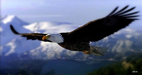 Golden Eagle Flying Wallpaper