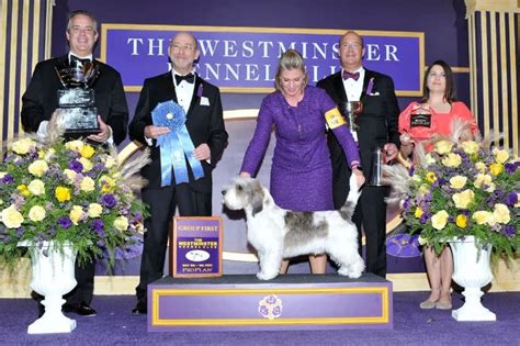 Westminster Dog Show 2024 Agility Winner - Ailyn Atlanta