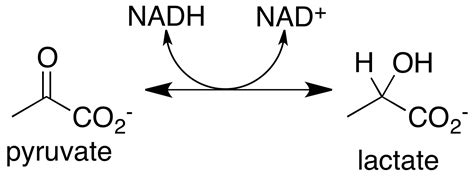 Lactate dehydrogenase | Wiki | Everipedia