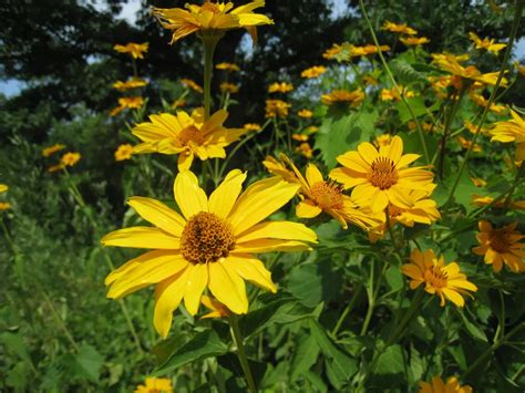 Wildflowers in Ontario | Smithsonian Photo Contest | Smithsonian Magazine