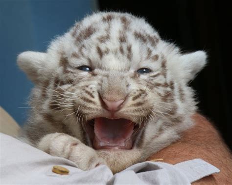 Filhotes de tigre-de-bengala são apresentados em zoo da Áustria - 26/05/2014 - UOL Notícias