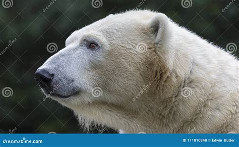 Polar bear stock photo. Image of bear, snow, adult, closeup - 111810848