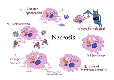 Necrosis VS Apoptosis, six major differences - Creative Med Doses