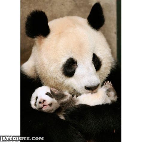 Panda Hugs His Baby - JattDiSite.com