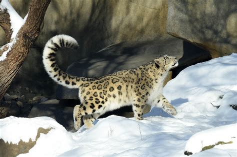 Brookfield Zoo animal spotlight: snow leopards - The Doings La Grange