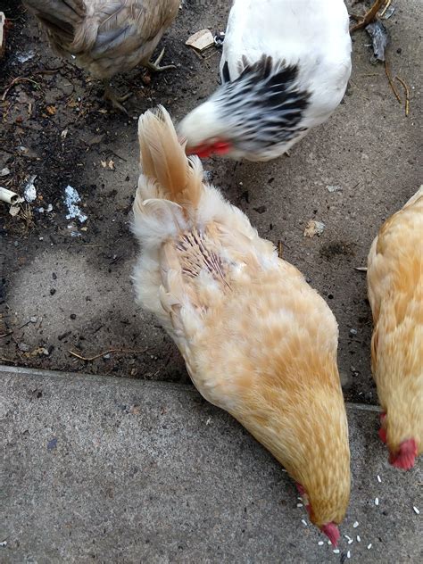 The bald patch on my chicken now that feathers are growing back in : r/mildlyinteresting