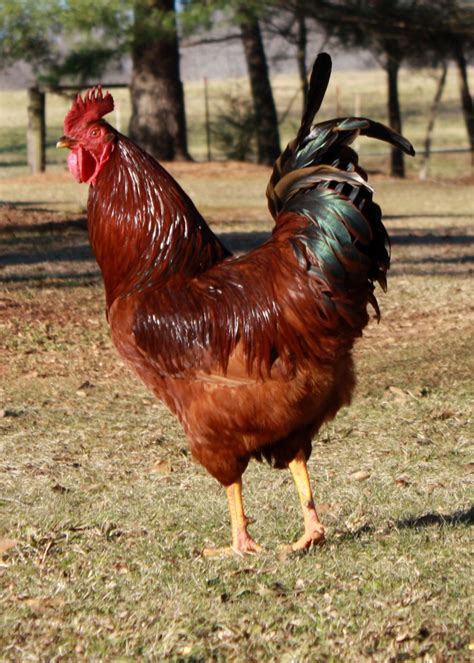 In Memory of Benny - the meanest rooster | Chickens backyard, Road island red chicken, Raising ...