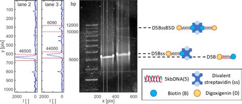 Gel electrophoresis experiment showing a standard size ladder... | Download Scientific Diagram