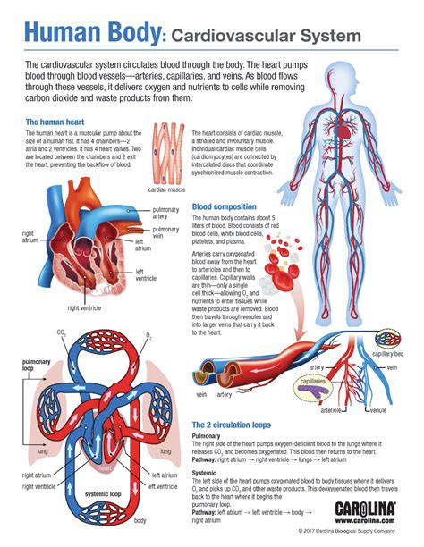 Cardiovascular System – Carolina Biological Supply – A&P Teacher Resources | Basic anatomy and ...