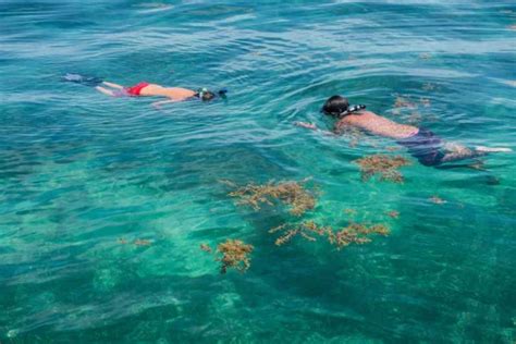 Panama City Beach: Snorkeling Trip by Boat | GetYourGuide