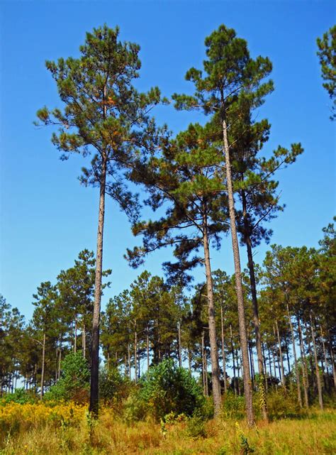 Pinus taeda - Loblolly Pine for sale - Red Panda Nursery